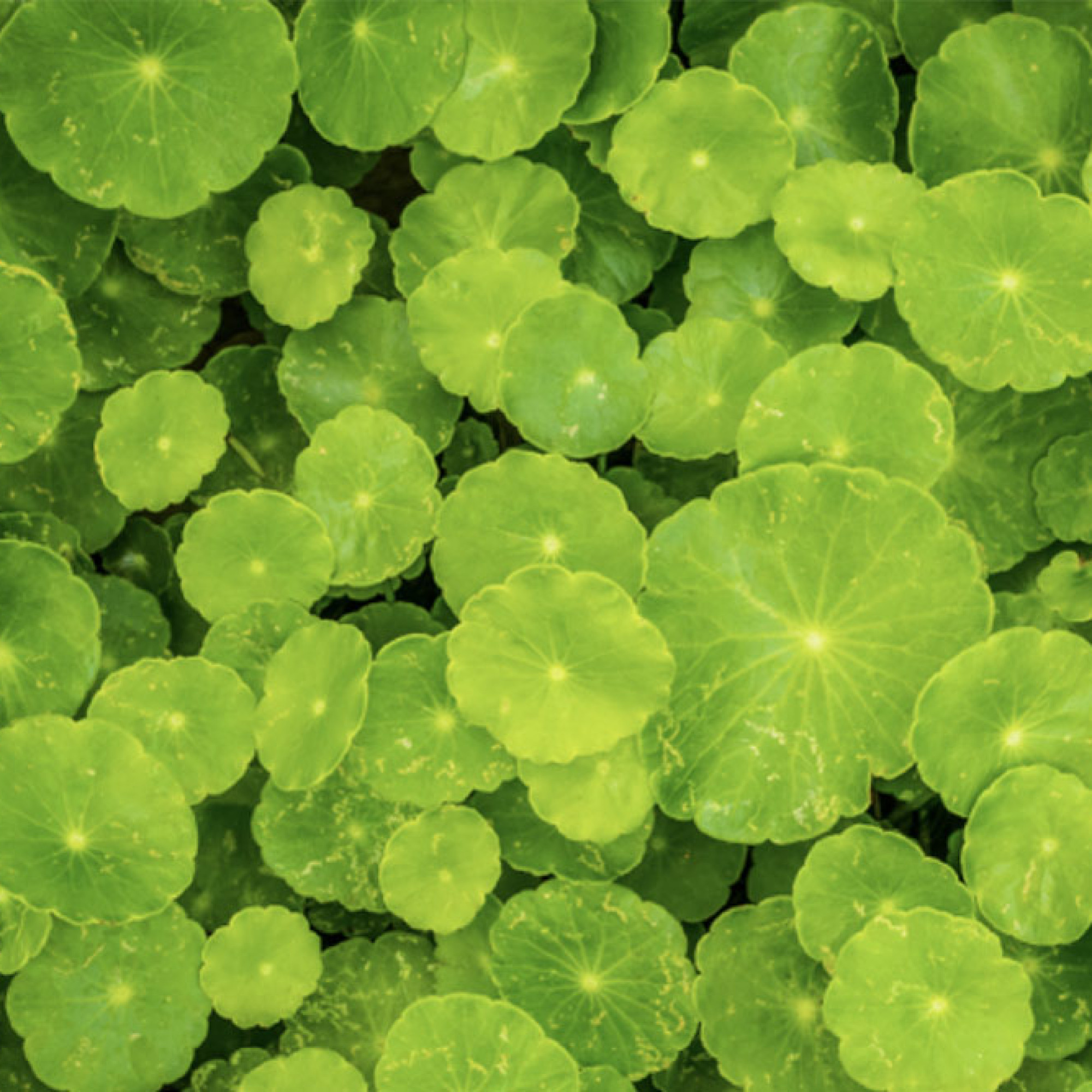 Korean Beauty: Spotlight on Centella Asiatica